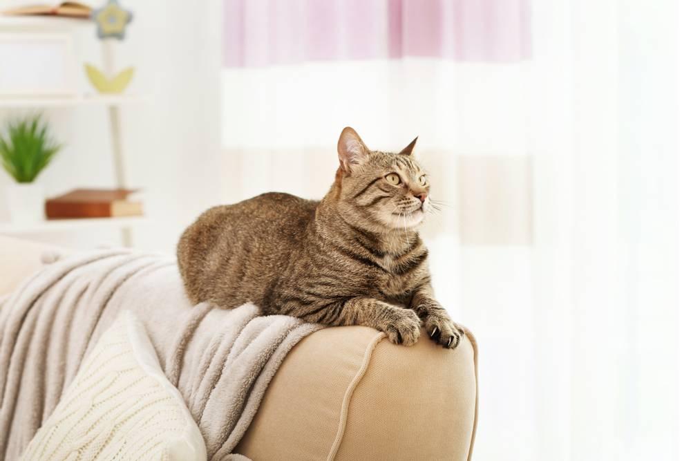 Zoorialslix: ดูแลเอาใจใส่เฉพาะสัตว์เลี้ยงแต่ละตัว