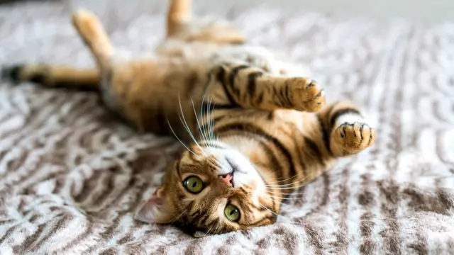 Zoorialslix: สัตว์เลี้ยงมีความสุขสบายตลอดการพัก